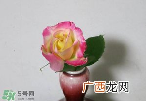 五月份可以扦插月季吗？5月份适合插月季吗？