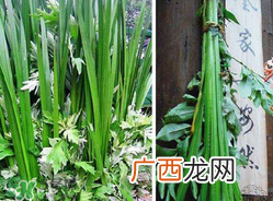 端午节为什么要挂菖蒲？端午节挂菖蒲的好处