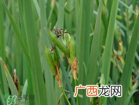 端午节为什么要挂菖蒲？端午节挂菖蒲的好处