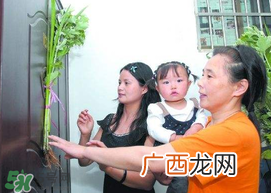 端午节为什么要挂菖蒲？端午节挂菖蒲的好处