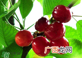 ?端午节还有樱桃吗？端午节可以摘樱桃吗？