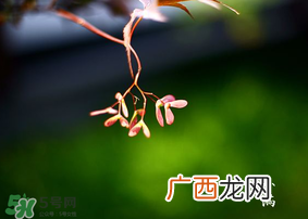 小满是什么节气？小满是第几个节气？