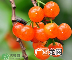 立夏尝三新指的是什么？立夏尝新活动