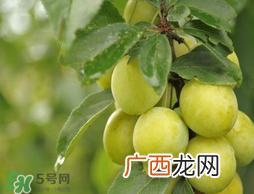 立夏尝三新指的是什么？立夏尝新活动