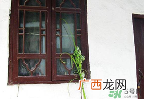 端午节插门上的是什么?端午节为什么要插艾草?