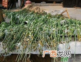 端午节插门上的是什么?端午节为什么要插艾草?
