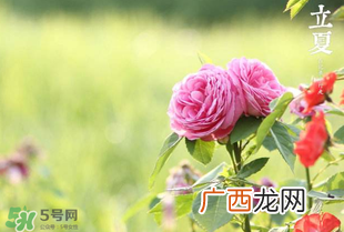 立夏开什么花？立夏有什么花？