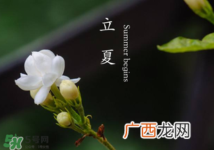 立夏开什么花？立夏有什么花？