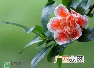 立夏开什么花？立夏有什么花？