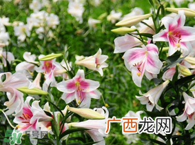 母亲节可以送百合吗？送母亲百合花该送几朵？