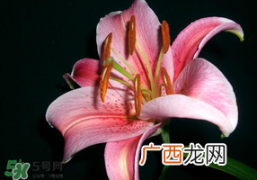 母亲节可以送百合吗？送母亲百合花该送几朵？