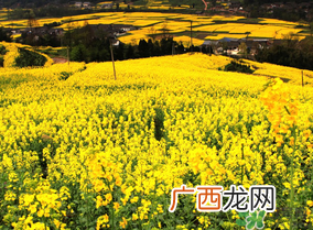 五月份还有油菜花吗?5月份还有油菜花吗?