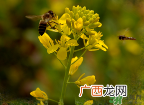 五月份还有油菜花吗?5月份还有油菜花吗?