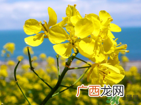 五月份还有油菜花吗?5月份还有油菜花吗?
