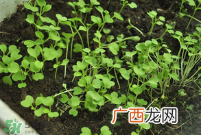 立夏种什么菜？立夏适合种什么？
