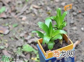 立夏种什么菜？立夏适合种什么？