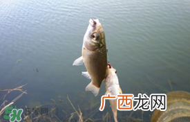 立夏好钓鱼吗？立夏怎么钓鱼？