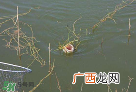 立夏好钓鱼吗？立夏怎么钓鱼？