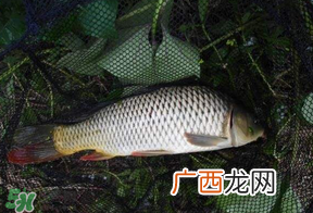 立夏怎么钓鲤鱼？立夏钓鲤鱼用什么饵料？