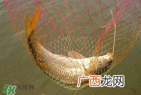 立夏怎么钓鲤鱼？立夏钓鲤鱼用什么饵料？
