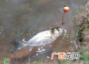 五月份能钓鲢鱼吗？五月份钓什么鱼？