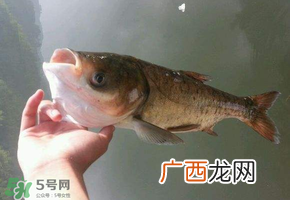 五月份能钓鲢鱼吗？五月份钓什么鱼？
