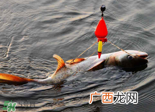 五月份能钓鲢鱼吗？五月份钓什么鱼？
