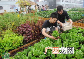 六月份种什么蔬菜？六月份可以种什么蔬菜？