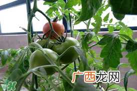 六月份种什么蔬菜？六月份可以种什么蔬菜？