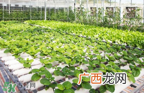 六月份种什么蔬菜？六月份可以种什么蔬菜？