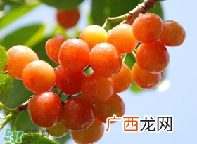 6月份吃什么水果？六月份吃什么水果？