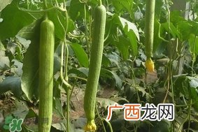 夏天种什么蔬菜？夏天适合种什么蔬菜