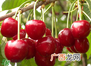 四月份有樱桃吗？四月份的樱桃能吃吗？
