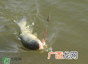 谷雨好钓鱼吗？谷雨钓鱼用什么饵料？