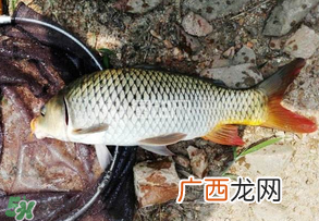 谷雨好钓鱼吗？谷雨钓鱼用什么饵料？