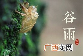 谷雨养生吃什么？谷雨养生常识