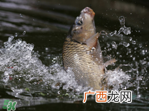 谷雨怎么钓鱼？谷雨前后钓鱼技巧