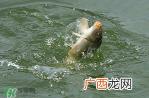 谷雨怎么钓鱼？谷雨前后钓鱼技巧