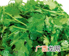 四月份可以种香菜吗？四月份还能种香莱吗？