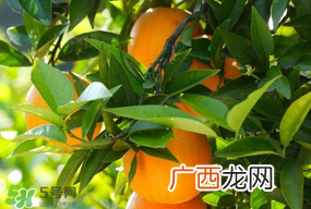 四月份有橘子吗？四月份的橘子口感如何？