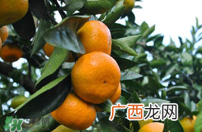 四月份有橘子吗？四月份的橘子口感如何？