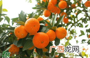 四月份有橘子吗？四月份的橘子口感如何？