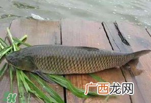 4月份可以钓草鱼吗？4月份如何钓草鱼？