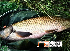 4月份可以钓草鱼吗？4月份如何钓草鱼？