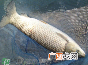 4月份可以钓草鱼吗？4月份如何钓草鱼？