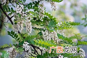 刺槐花几月开?刺槐花什么时候开
