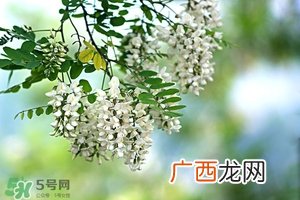 刺槐花几月开?刺槐花什么时候开