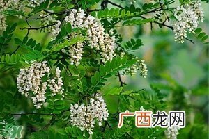 刺槐花几月开?刺槐花什么时候开