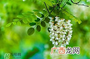 刺槐花几月开?刺槐花什么时候开