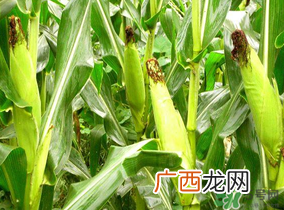 四月份的玉米能吃吗？四月份有玉米吗？